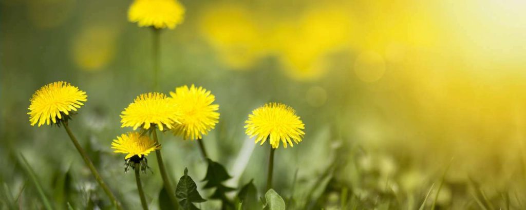 Paardenbloem adobe stock