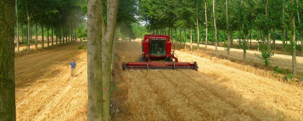 F8141229 39fe 444d b3ea f6bac7d3e52b alleycropping in france