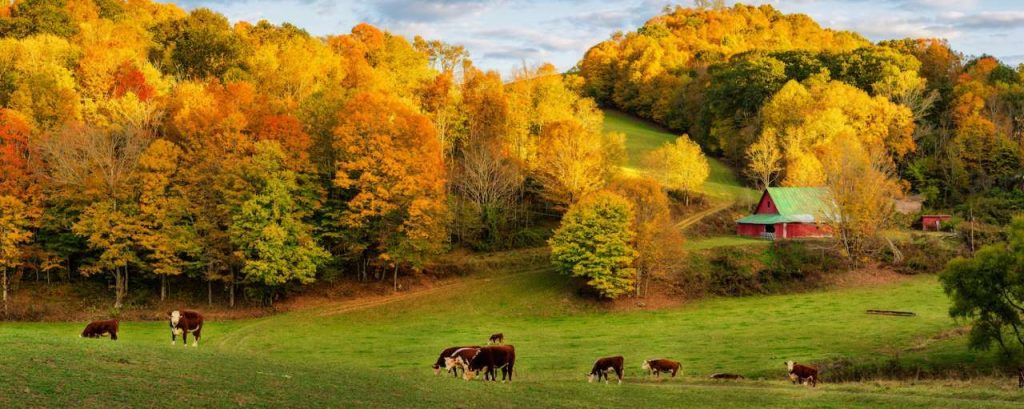 Landschap boerderij bomen herfst adobe stock