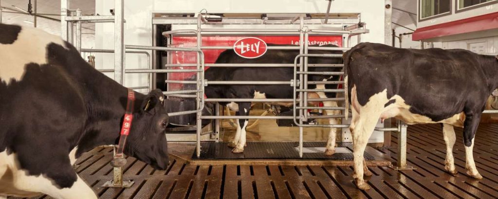 1 lely astronaut a5 vrij koeverkeer