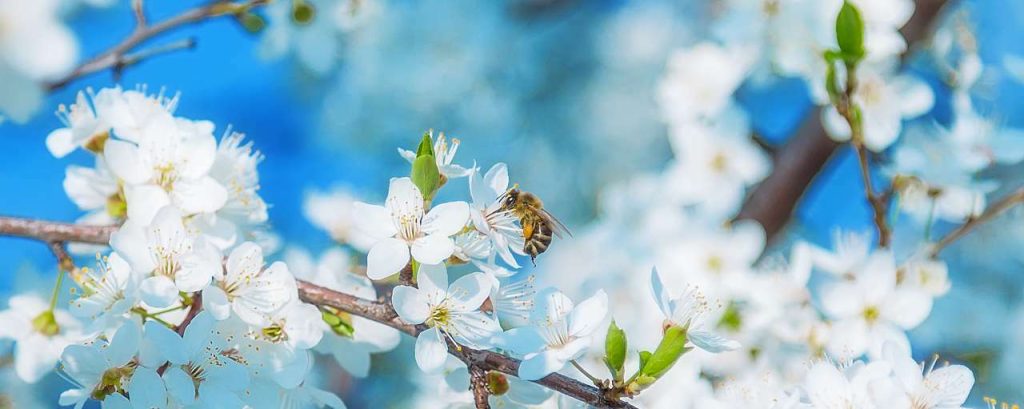 Adobestock biodiversiteit