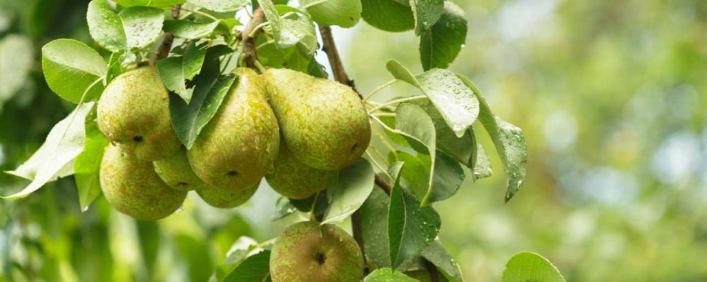 Peer boom biomassa fruit