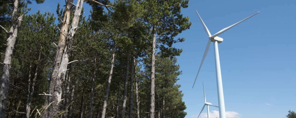 Windmolens in bos