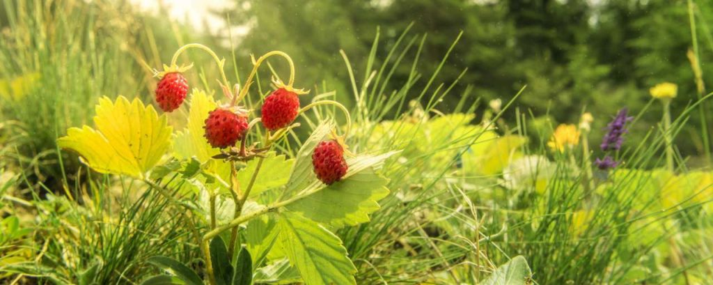 Bos aardbei eten adobe stock