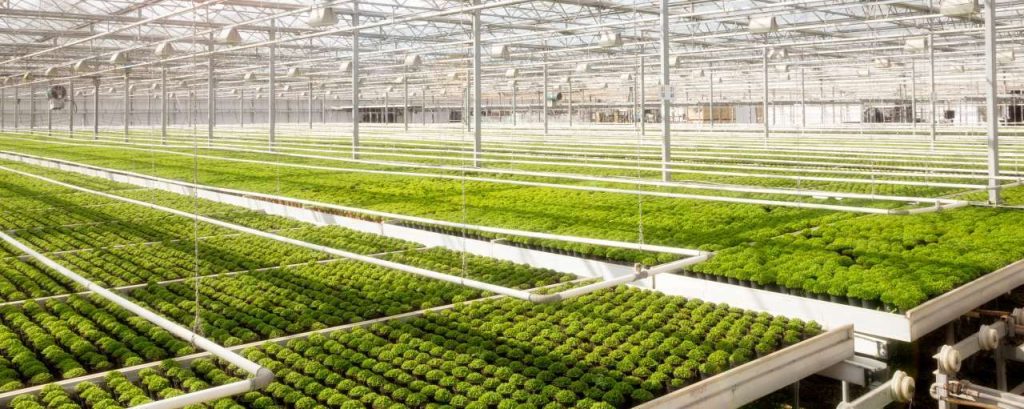Kas planten groen zon glas adobe stock