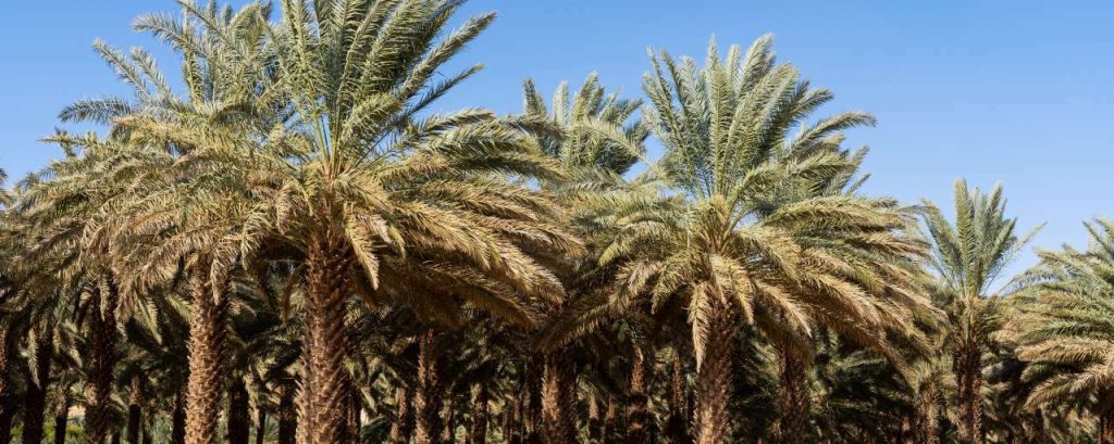 Soebi arabie bomen palm adobe stock