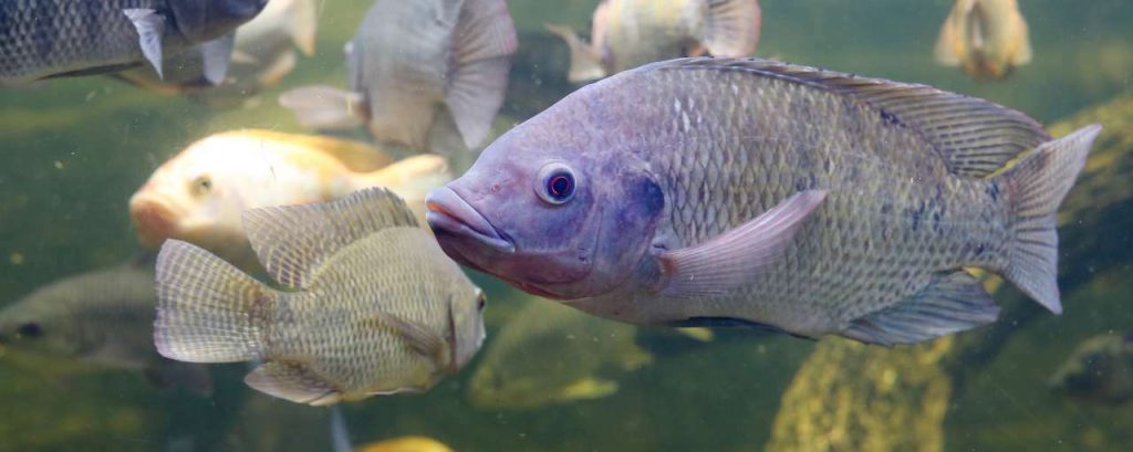 Vis kweek tilapia adobe stock