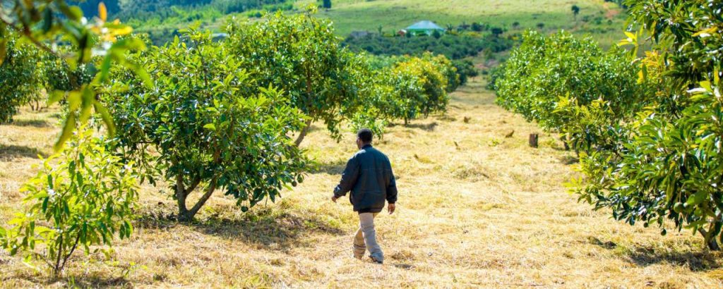 Adobestock avocado tanzania landbouw co2 compenseren carbon credits