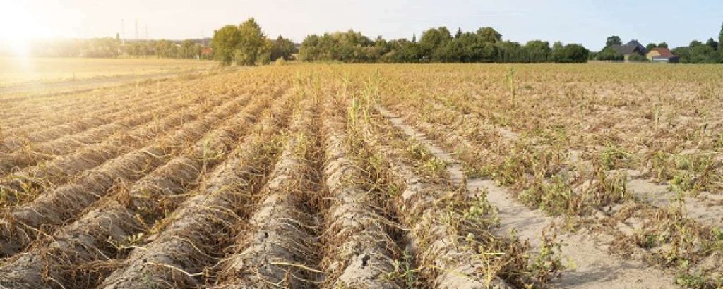 Droogte klimaatverandering landbouw