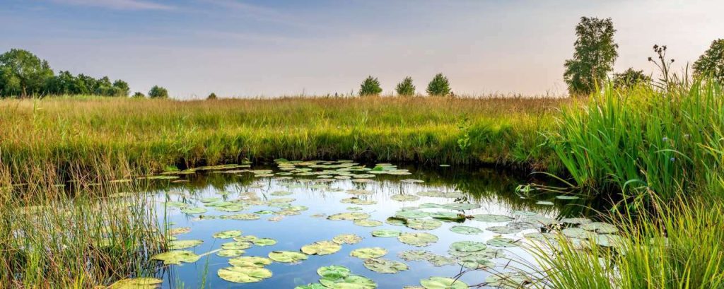Natuurgebied klein