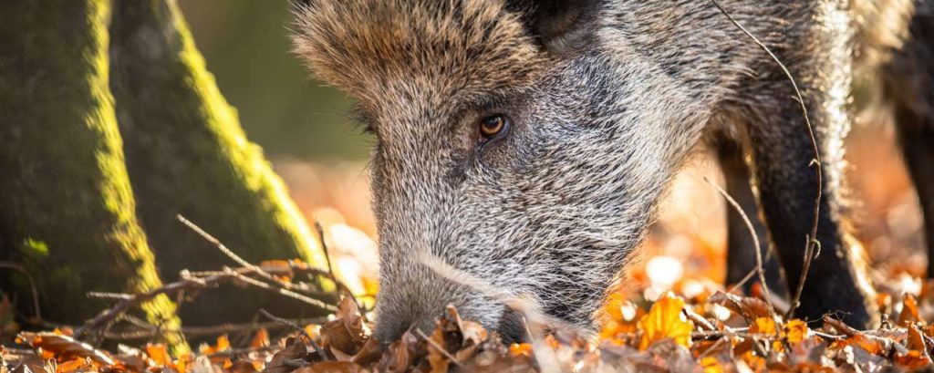 Wild zwijn varken bos scharrel adobe stock change inc