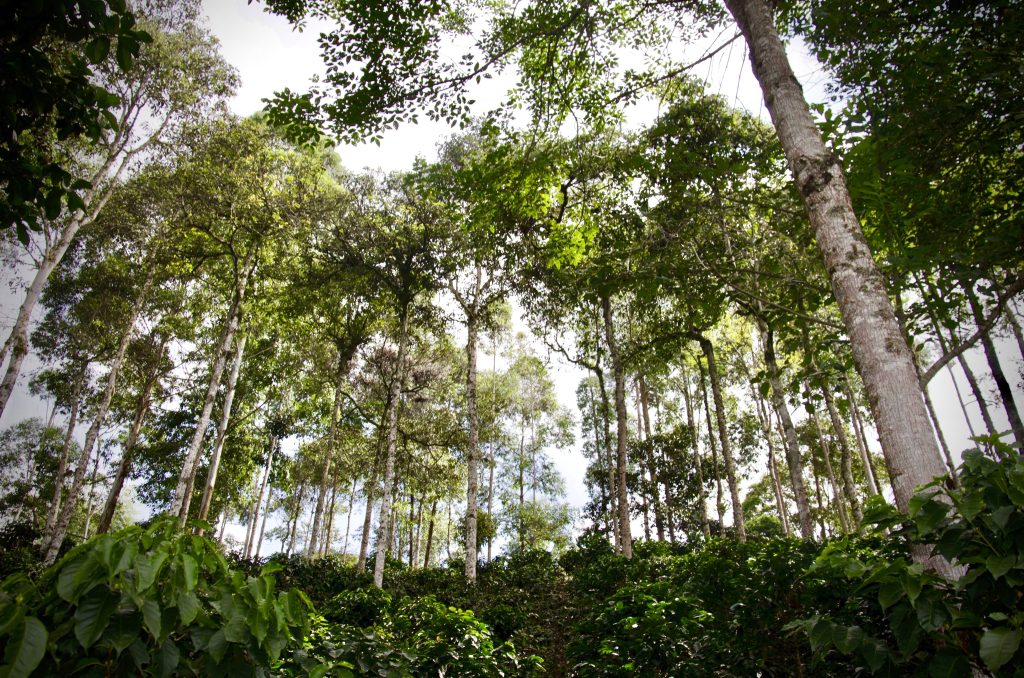Agroforestry and coffee Colombia bomen tussen koffieplanten