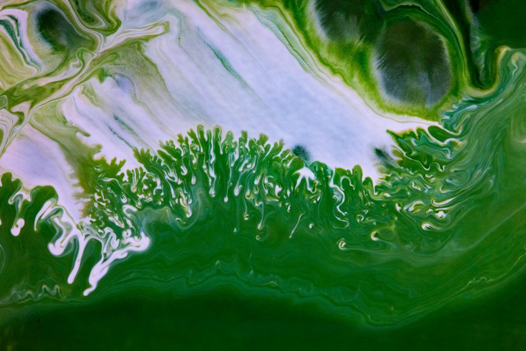 Algen 3 unsplash