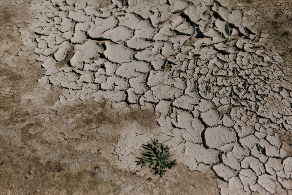Pexels julia volk 5273091