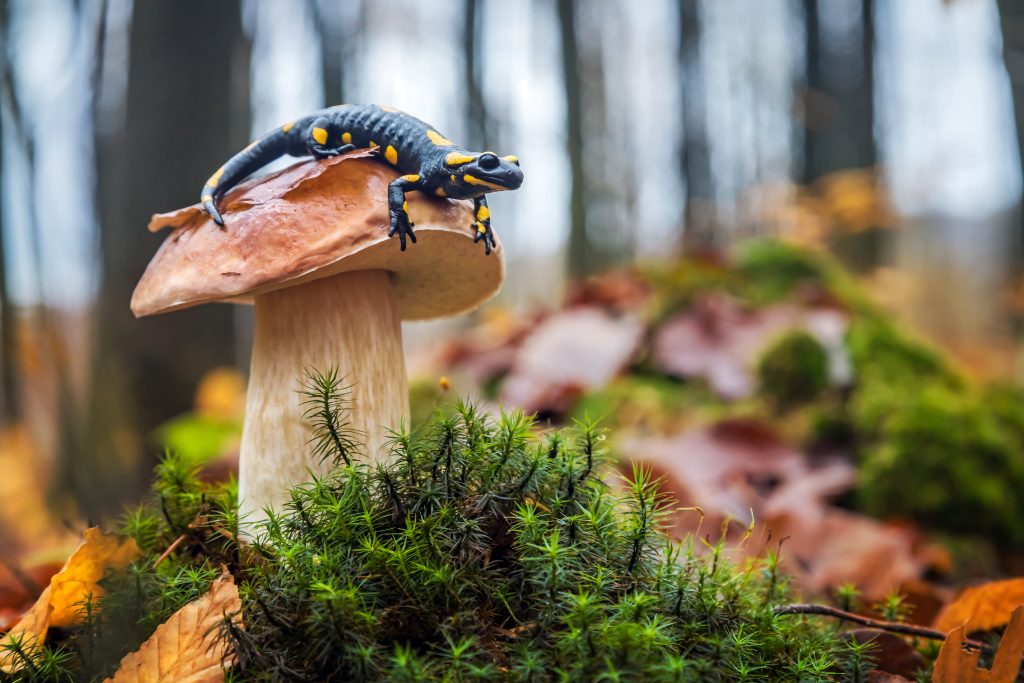 Adobe Stock biodiversiteit salamander op paddestoel