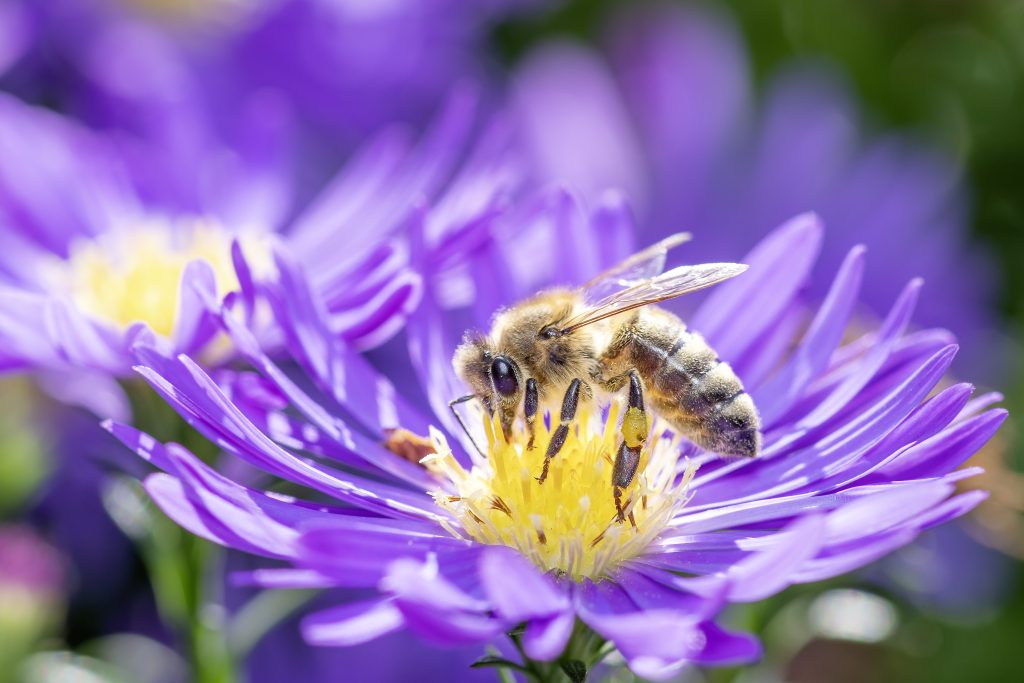 Biodiversiteit