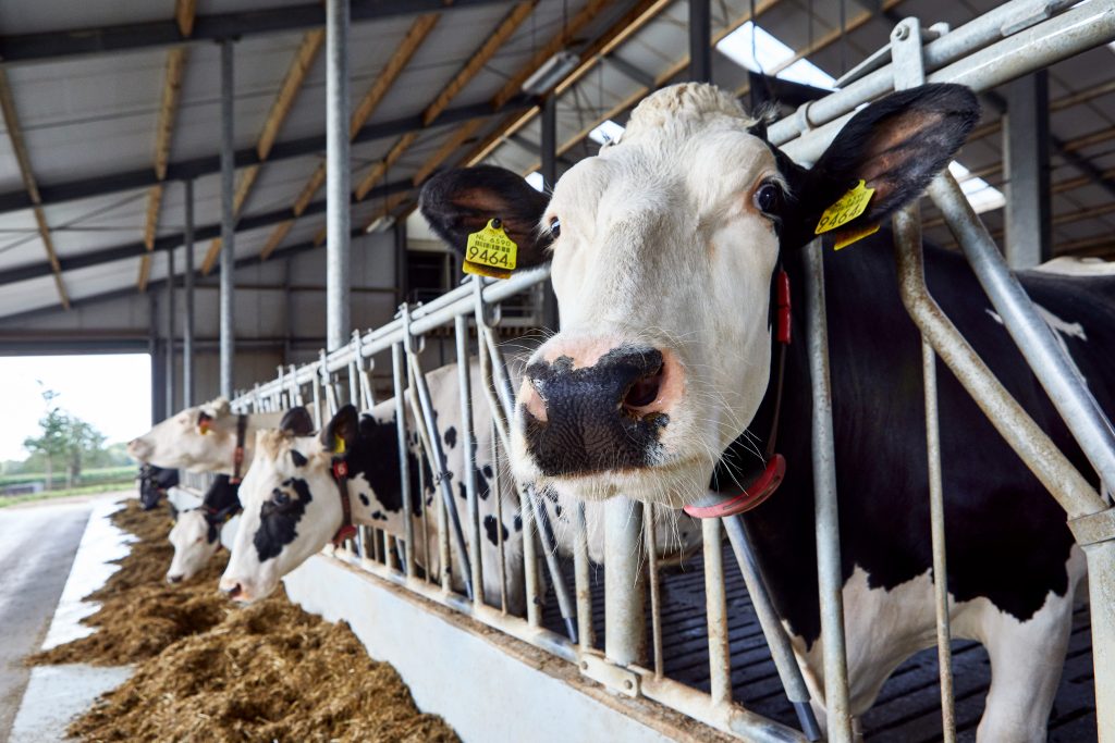 Cattle eating feed in barn 810 A4832 s RGB