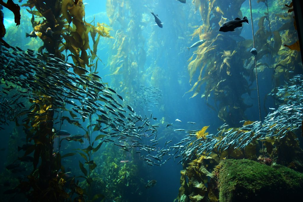 Zeewier zee blauw zeeleven adobe stock change inc