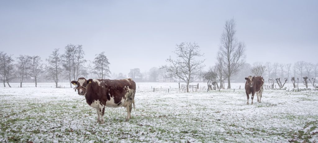 Adobe Stock koeien in sneeuw