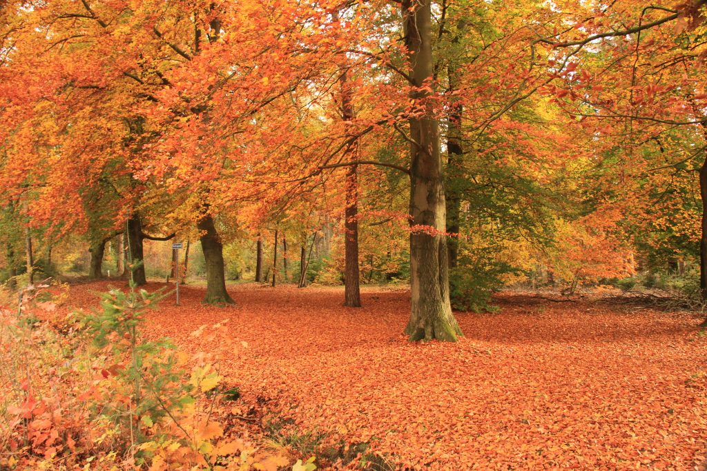 Bos herfst adobe stock bomen