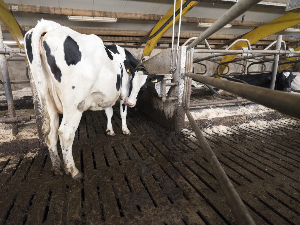 Change inc adobe stock boer boerderij koe landbouw
