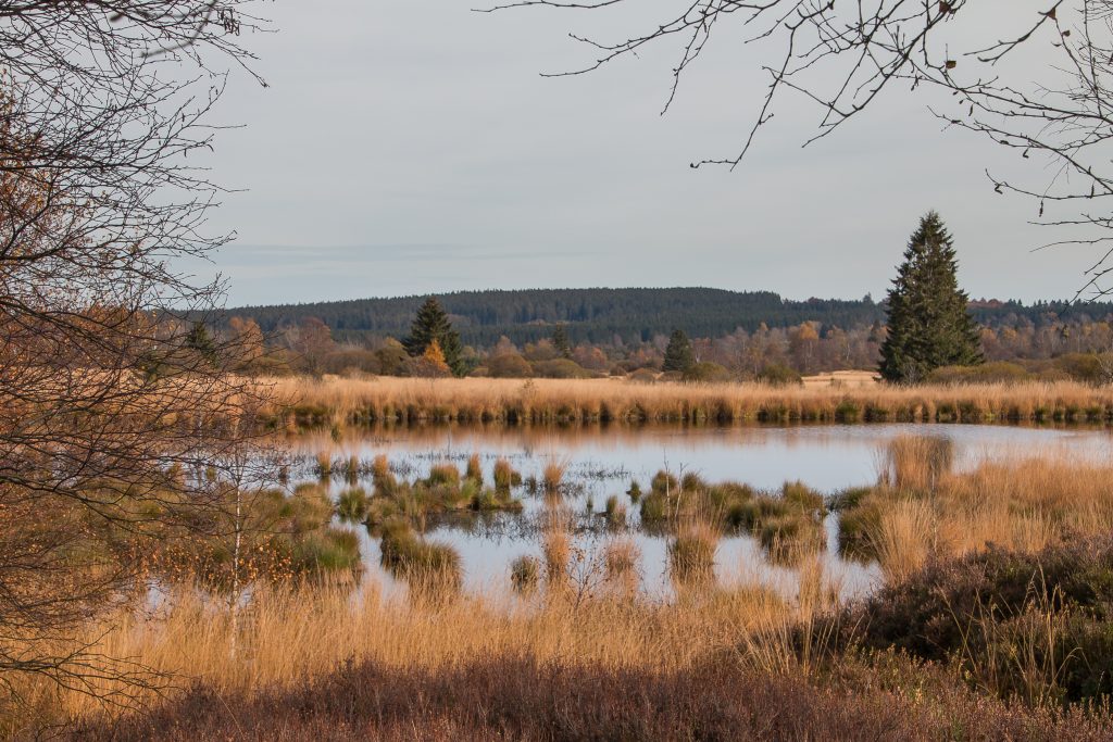 04 spa purity venen fagnes spadoises 003