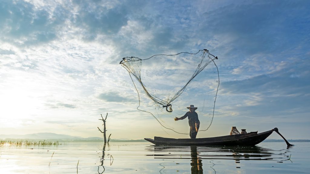 Adobe Stock visser