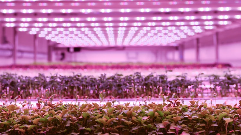 Vertical farm Growy