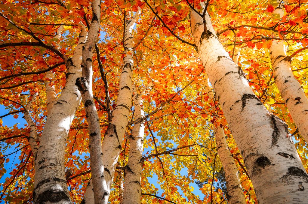 Berken herfstkleuren
