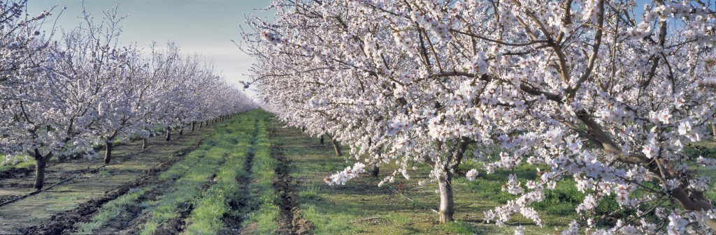 Bloesem amandelbomen californie