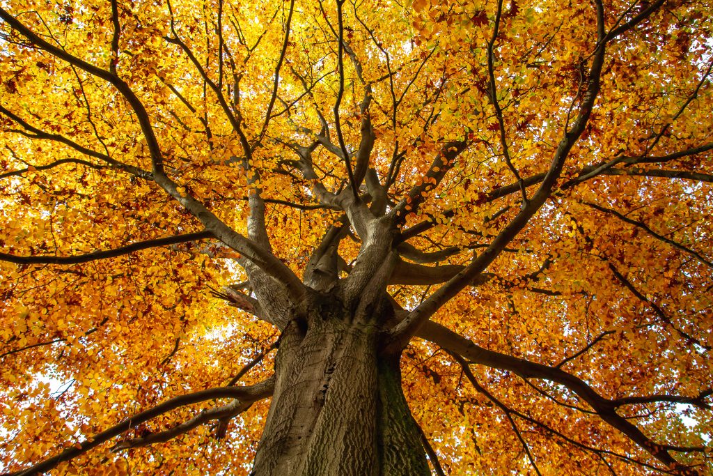 Boom geel adobe stock