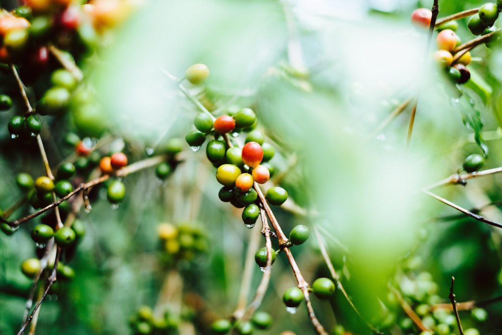 Gerson cifuentes W1 Vqcpcn S Hk unsplash