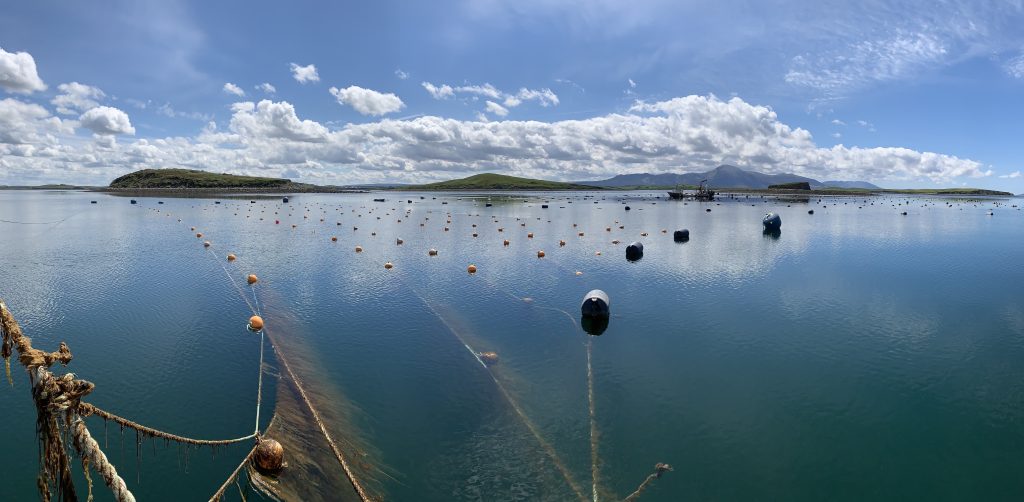 1 Seaweed Farm Clew Bay Ireland