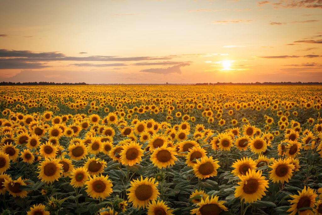 Adobe Stock 280800797