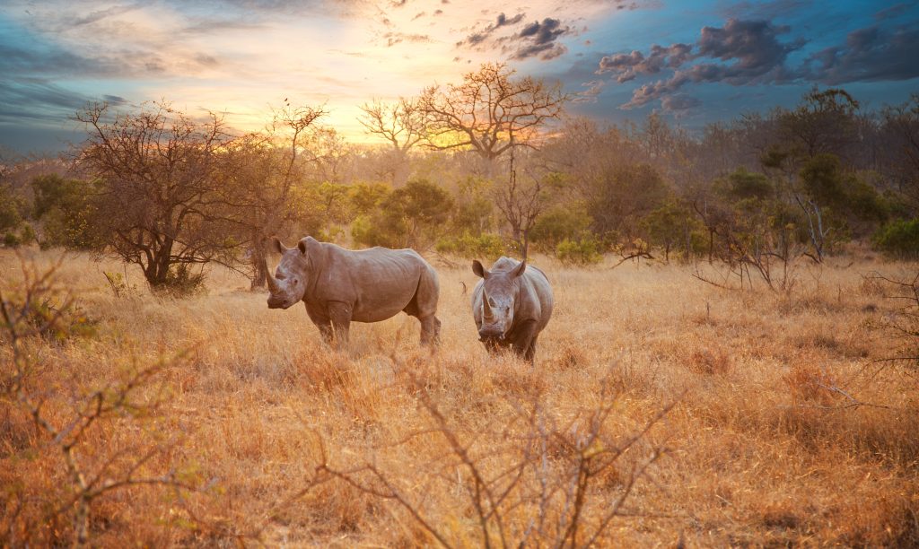 Adobe Stock 295879979 neushoorns in kruger nationaal park