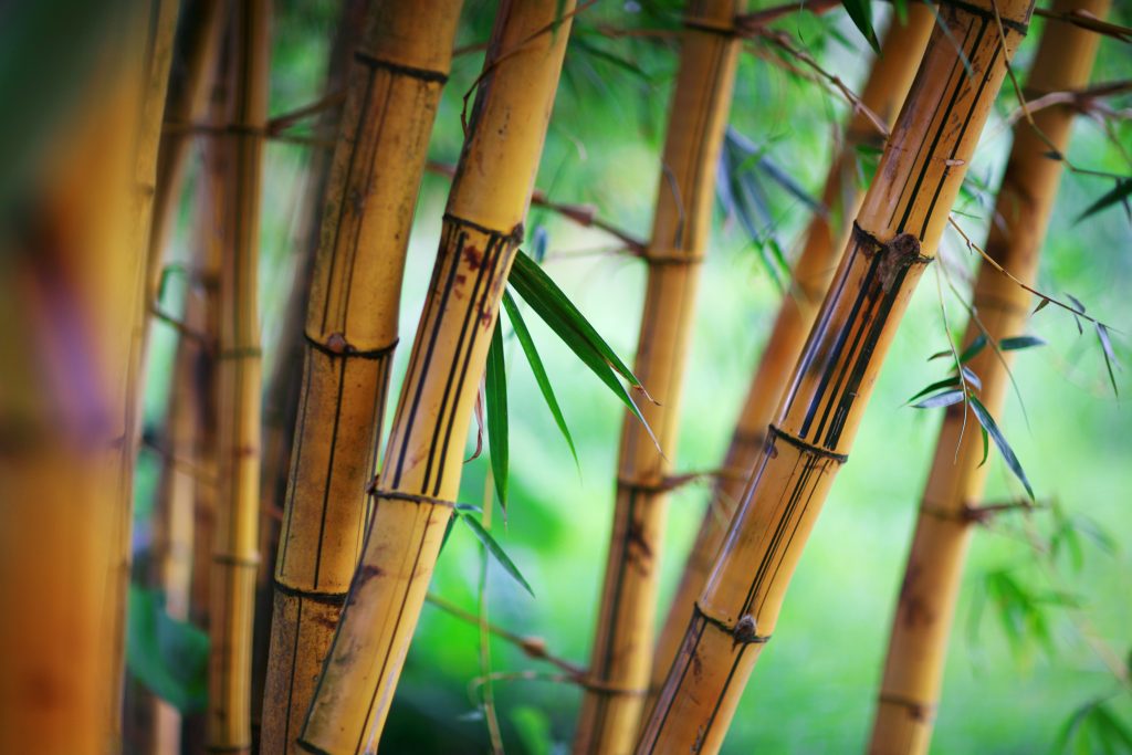 Adobe Stock 31531267