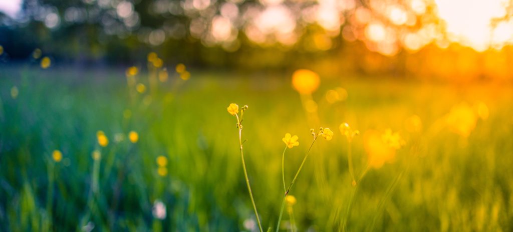 Adobe Stock 435691745