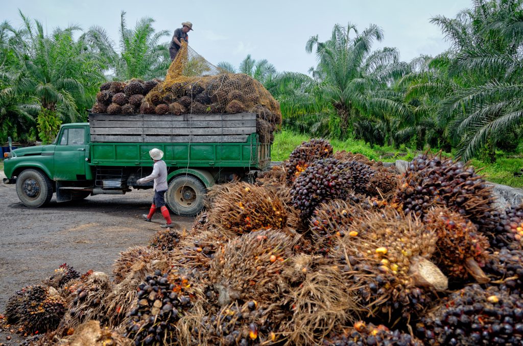 Adobe Stock palmolie werkers