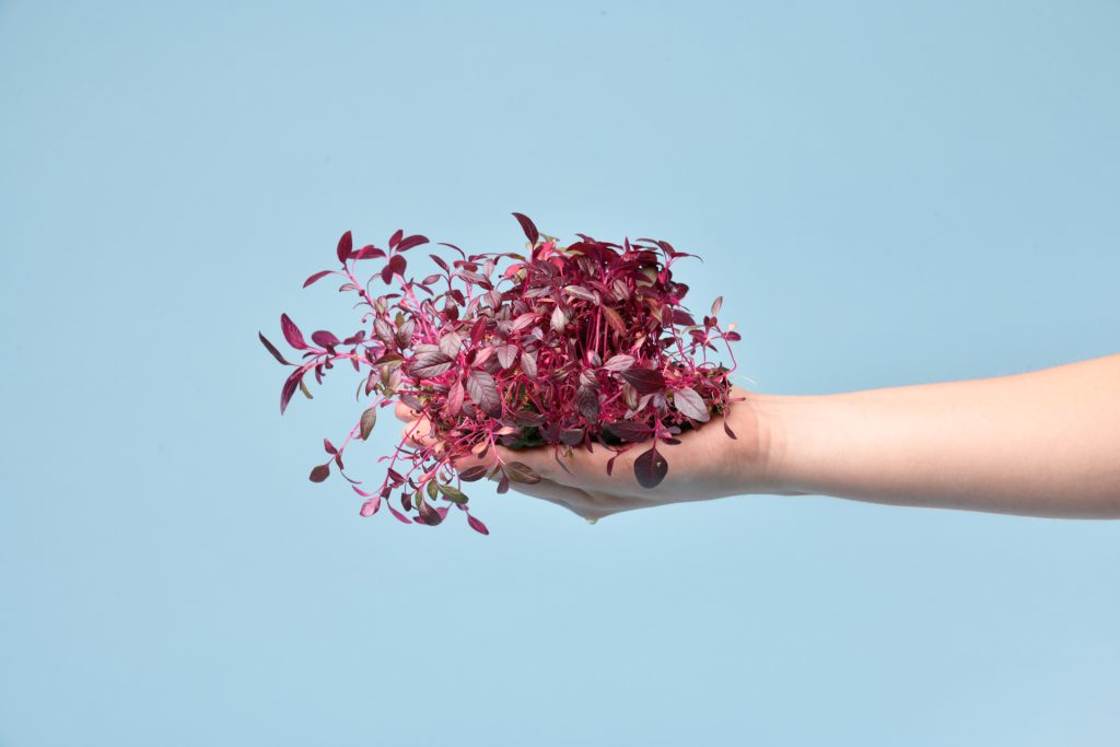 Growy bedrijfsactiviteit