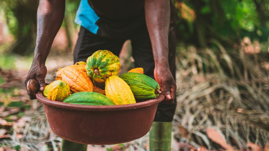 Tonys Chocolonely Ghana cocoa