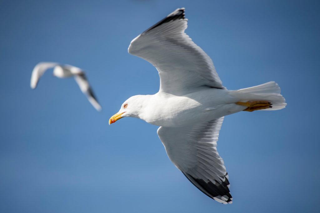 Seagull zeemeeuw vogel in vlucht