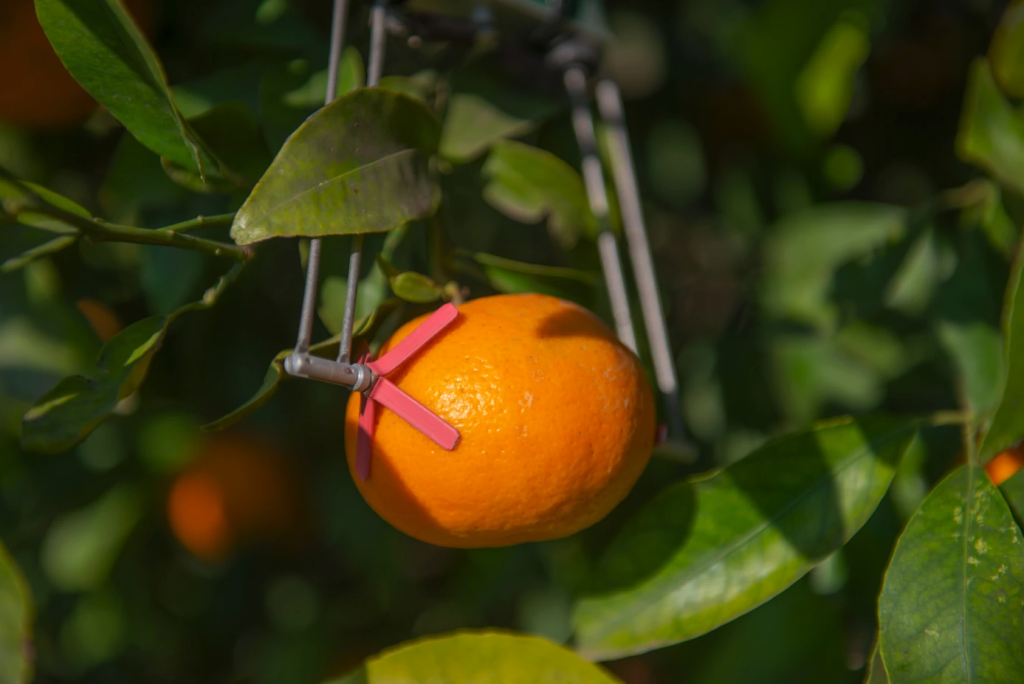 Suplant mandarijn sensor