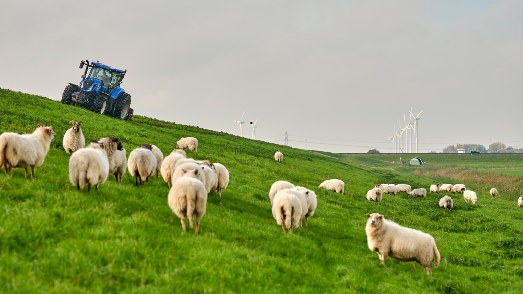 Waterschap Zuiderzeeland dijk met schapen en windmolens credits waterschap