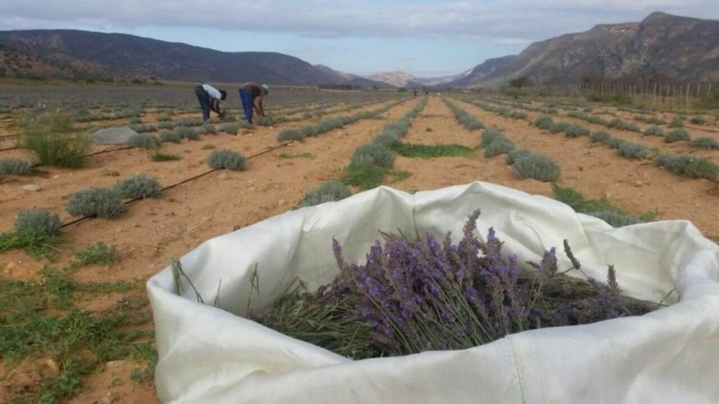 Baviaanskloof The carefully laid rows of new field of lavandin 800x450