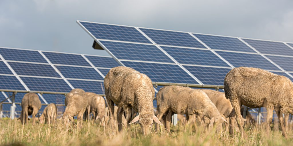 Schaap zonnepaneel weiland grazen