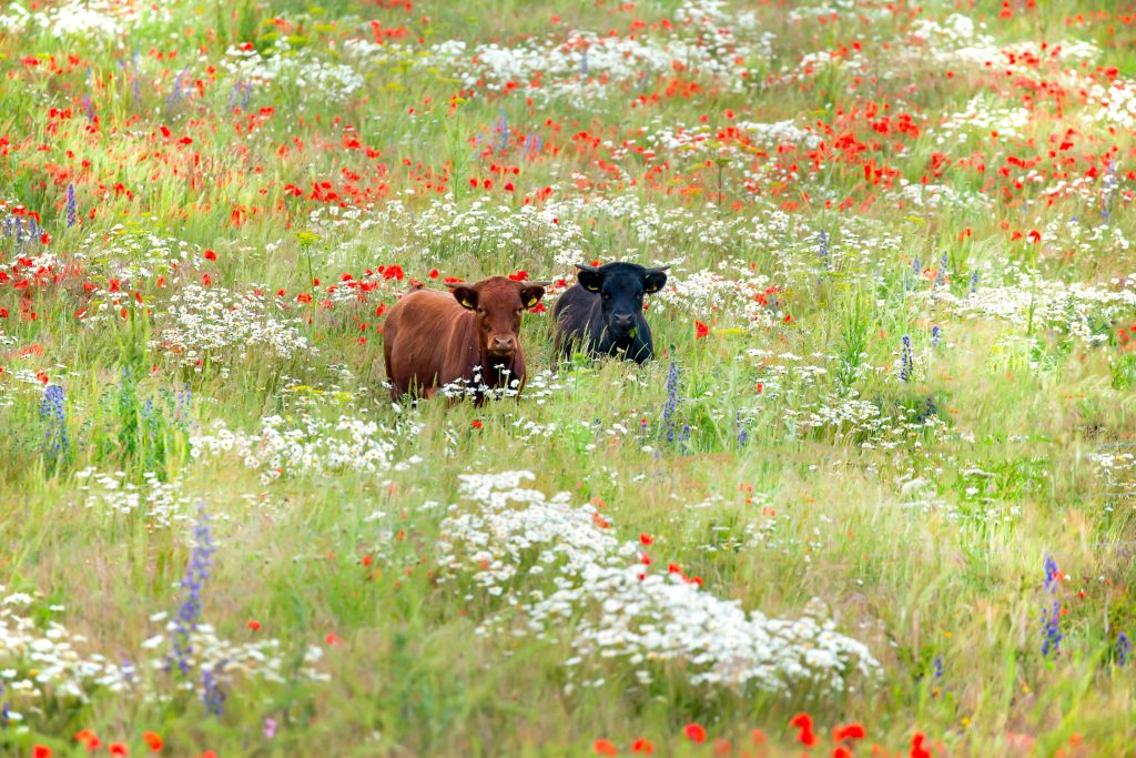 Adobe Stock koeien in veld met bloemen