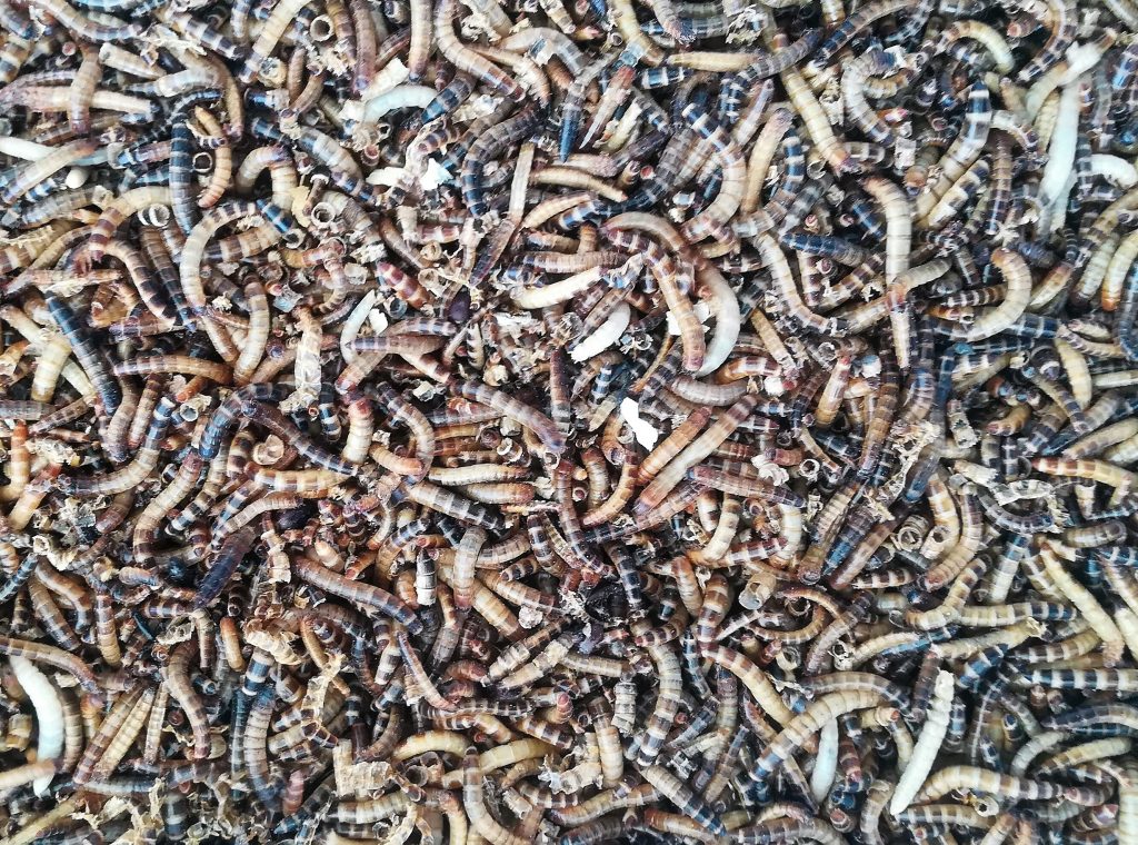 Zophobas morio Poznan