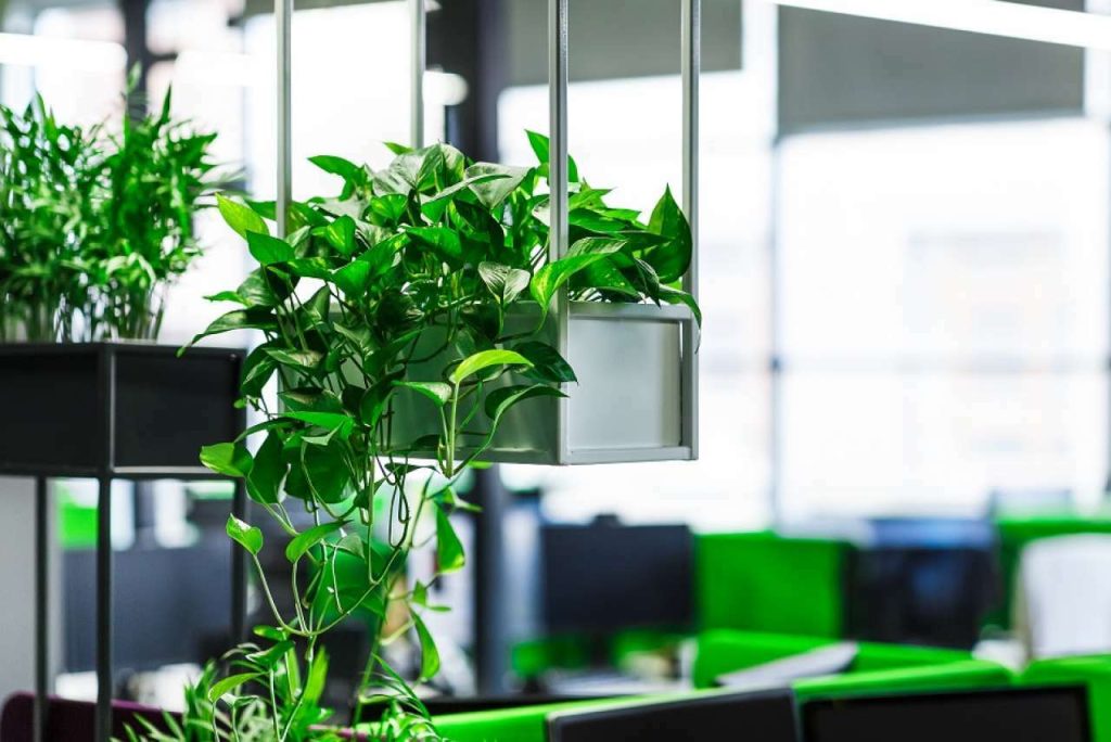 Kantoor planten adobestock