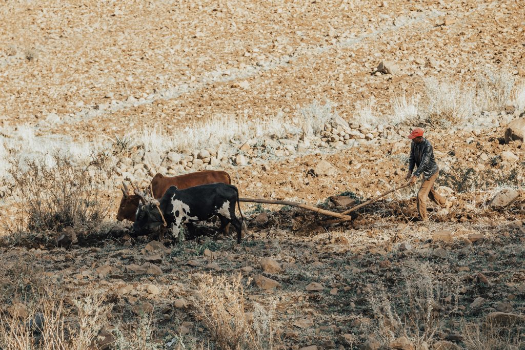 Adobe Stock boer in ethiopië ploegt zijn land
