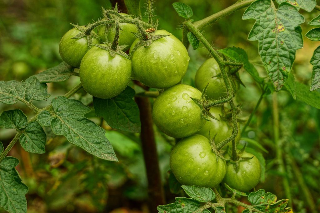 Rijpende tomaten groen aan een tak